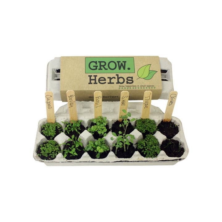 Backyard Safari Company - Vente Graines de plantes - Kit de culture Herb Garden2