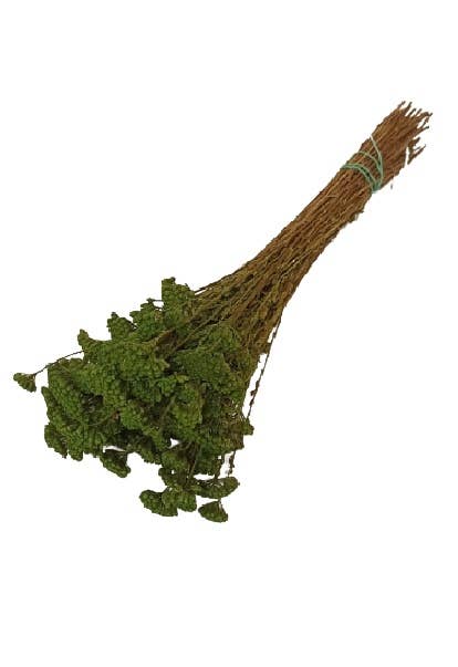 Concari.flores Preservadas – Engroshandel Tørrede/pressede blomster – Bevarret lille achillea2