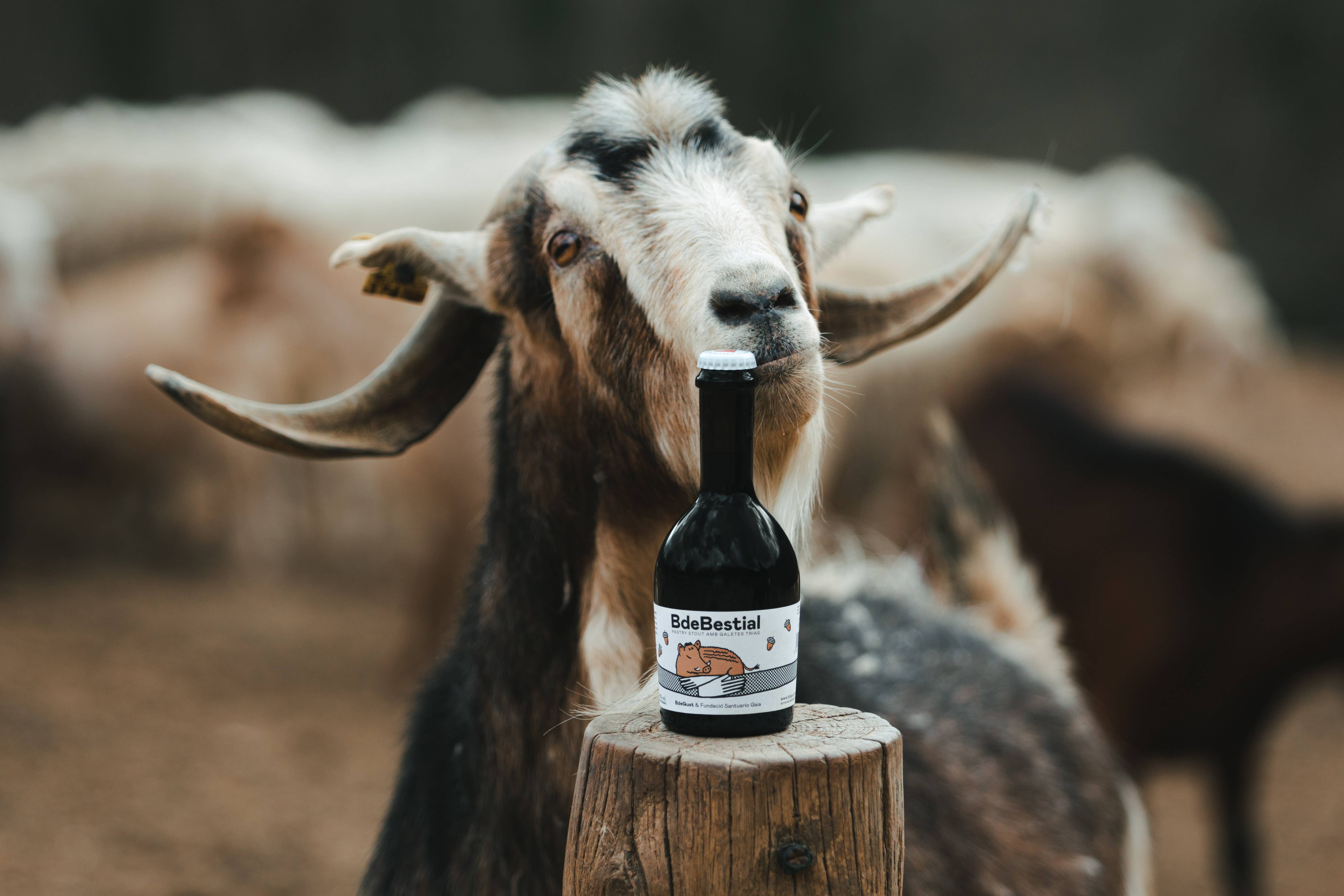 BdeGust - Committed To Kindess Beer - Wholesale Beer - Beer - Pastry Stout - Organic Ingredients 2