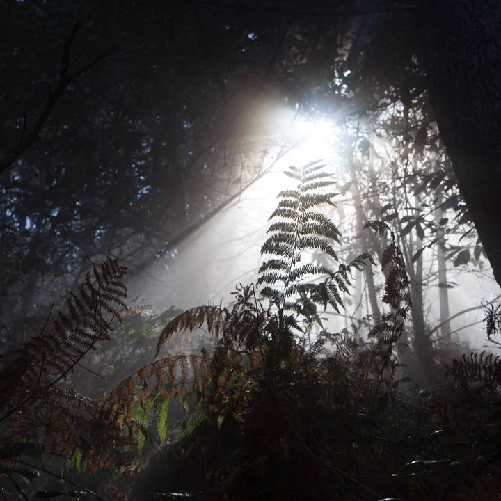 Fotografie auf Papier für den Großhandel von Nuriart
