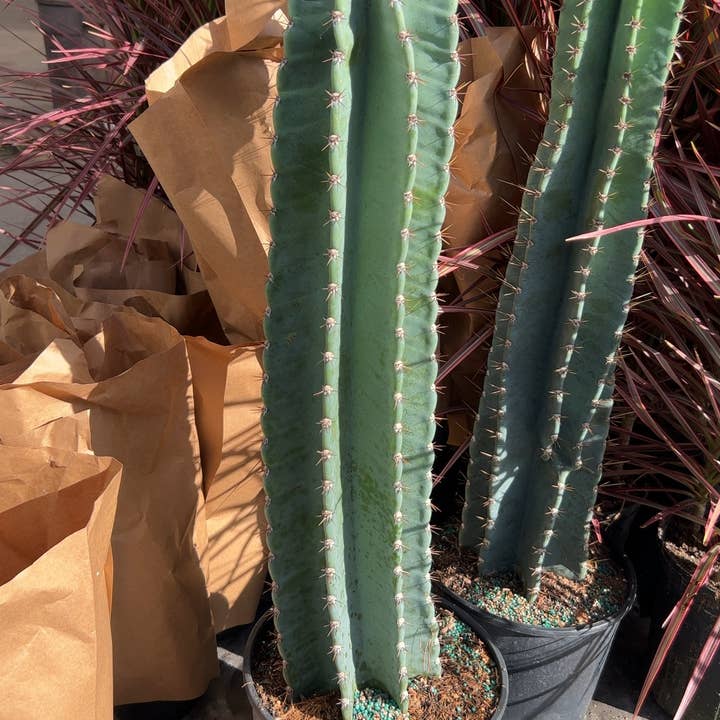 Triad Plants - Wholesale Live Plant - 10" Cactus Cereus Peruvianus 1-2PPP0