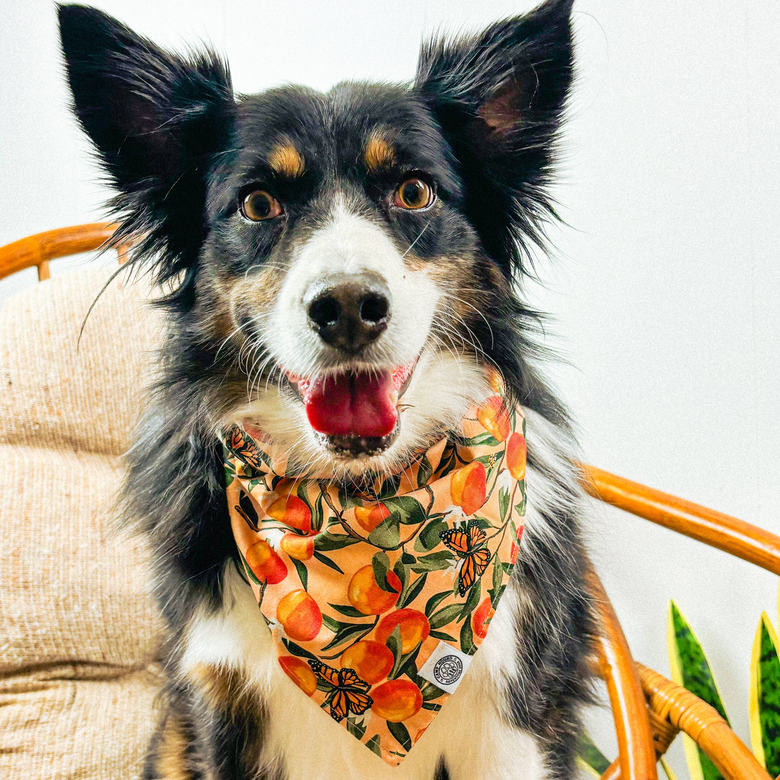 Clem Dog Bandana | Spring Orange Butterfly Watercolor Scarf for wholesale on Faire1