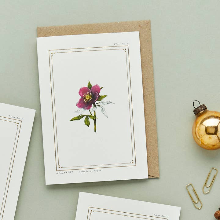 Catherine Lewis Design - Wholesale Everyday Greeting Card - Hellebore - 'The Botanist Archive : Festive Edition' - Card1
