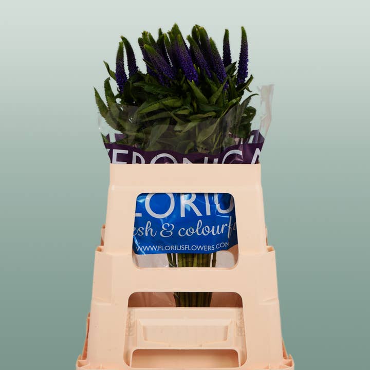 Veronica Smart Diana (25 Stems) for wholesale by All Occasions Wholesale