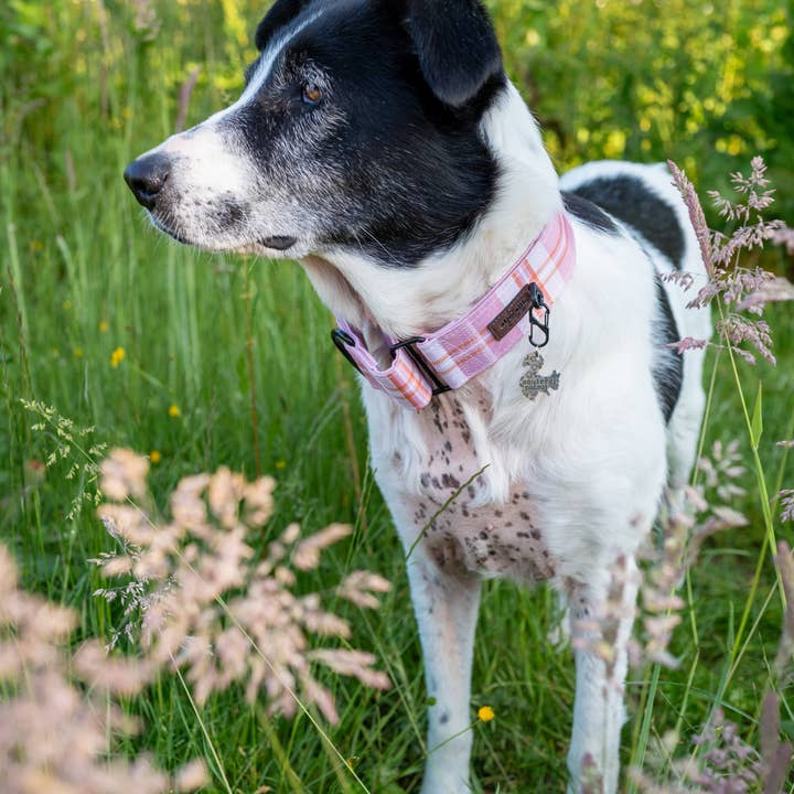 The aDoraBle Pooch Company - Wholesale Pet collar – Dog - Heritage Martingale Collar - Strawberry Cottage11