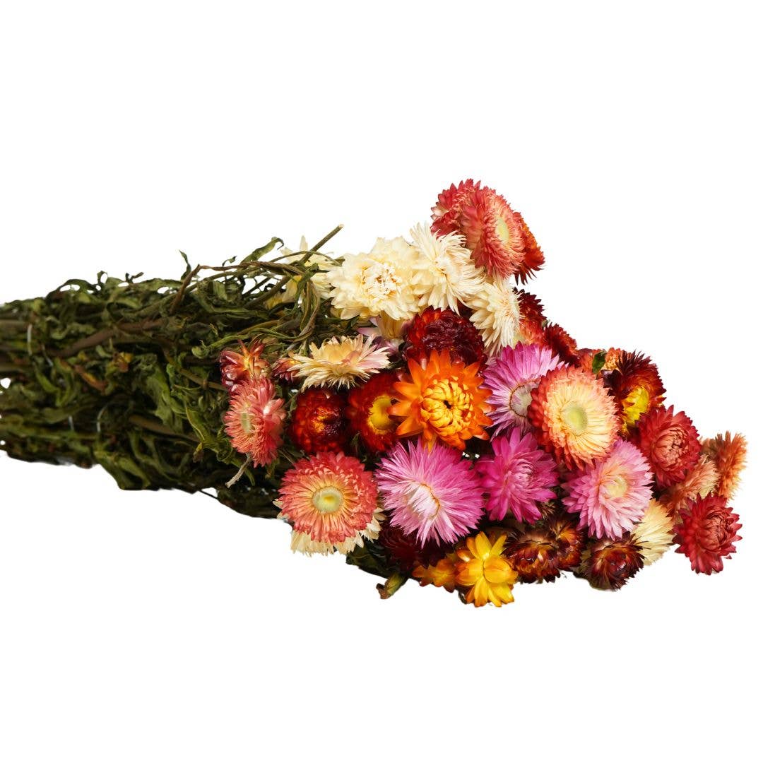 Wildflowers by Floriette - Wholesale Dried/Pressed Flowers - Dried Flowers – Helichrysum Natural2