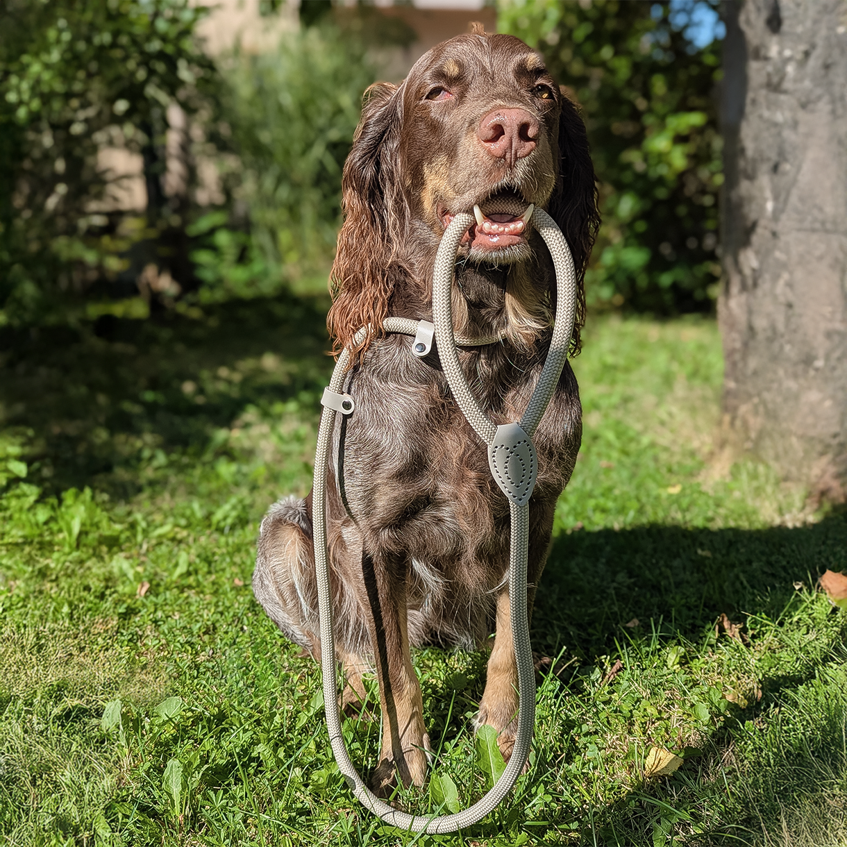 ne&no - Wholesale Pet Leash - Dog - ne&no® Retriever Leash - Rope Leash with Integrated Collar1