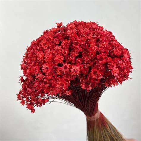 .AVPV. Studio - Wholesale Artificial Flowers - Glixia mini star flowers6