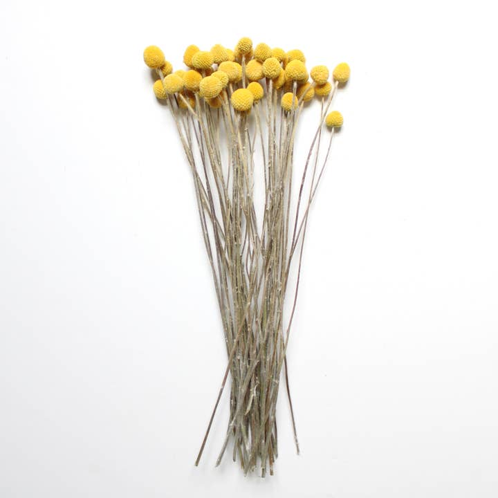 Roxanne's Dried Flowers - Wholesale Dried/Pressed Flowers - Billy Buttons (Craspedia) - Dried1