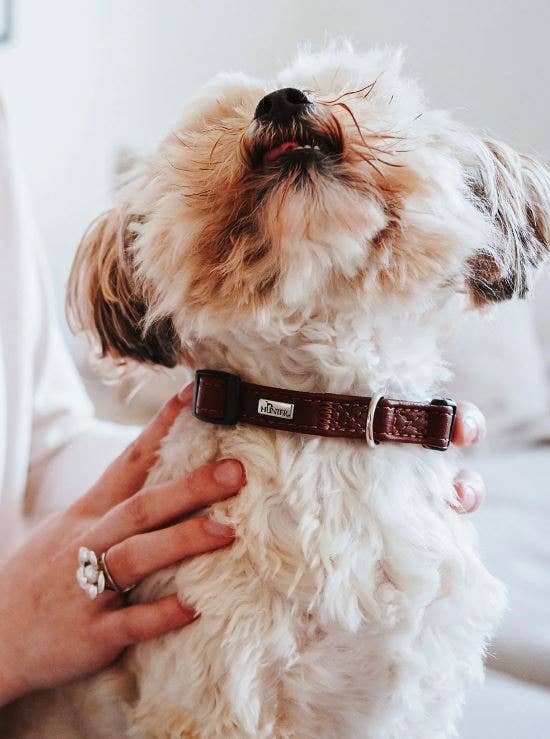 Alpen Schatz – Engroshandel Halsbånd - Hund – Petite HUNTER „UP“ læderklips krave9