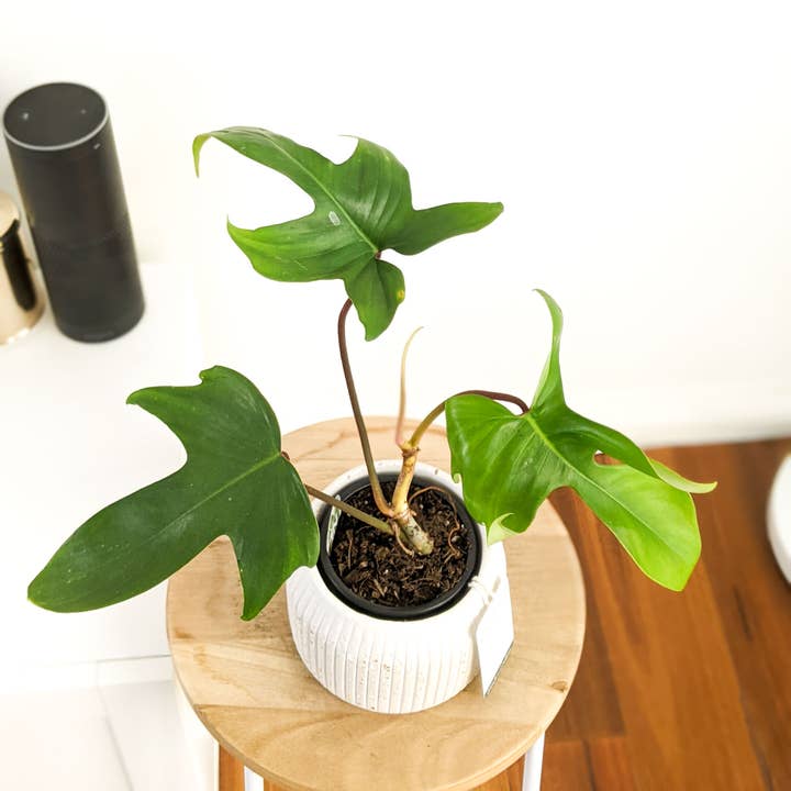 Eché pots - Wholesale Plant pot - Hemp & Coconut fibre Rib Pot - Handcrafted in Australia6