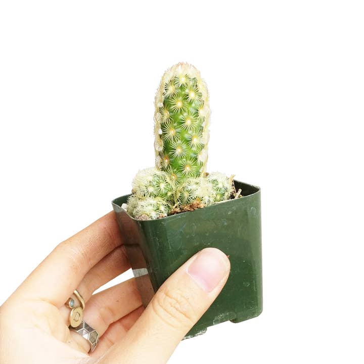 Best Plant Friend - Wholesale Succulent - Lady Fingers Cactus Mammillaria Elongata 2/4 inch Succulent4