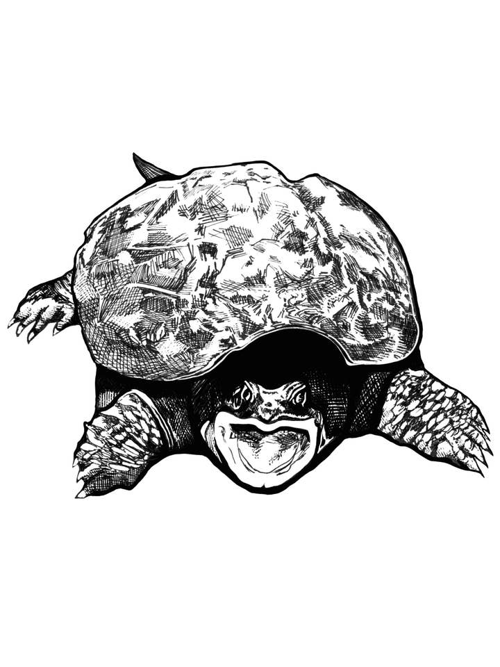 Stampa artistica Snapping Turtle per la vendita all'ingrosso da parte di Kellie Cooke Art