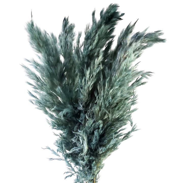 Botanico Ltd. - Wholesale Dried/Pressed Flowers - Pampas Grass Small4
