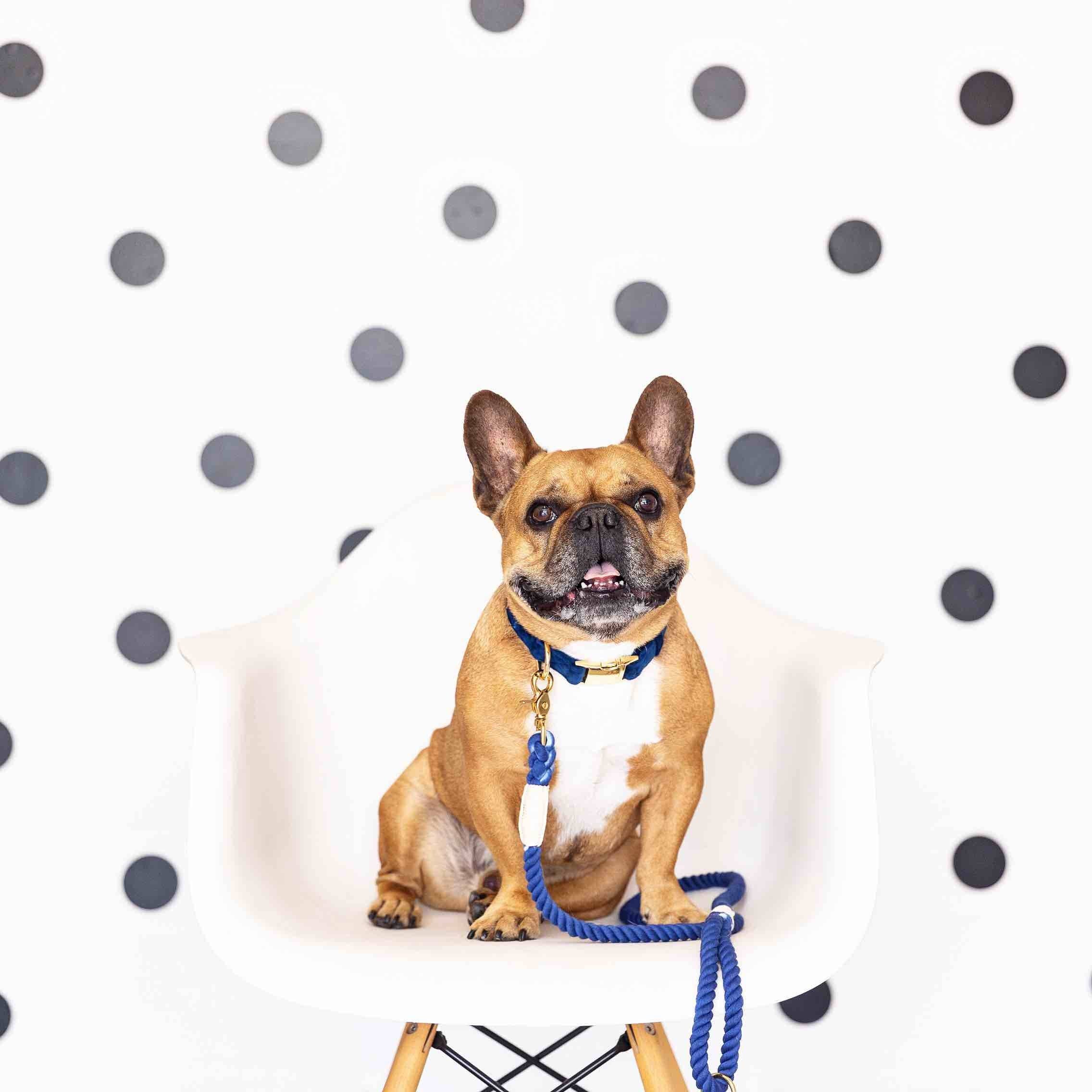 Pink Papyrus | Premium, Durable, & Stylish Dog Products - Wholesale Pet Leash - Dog - Rope Leash MEGA Bundle | Dog Leash Pack | Dog Lead Bundle 11