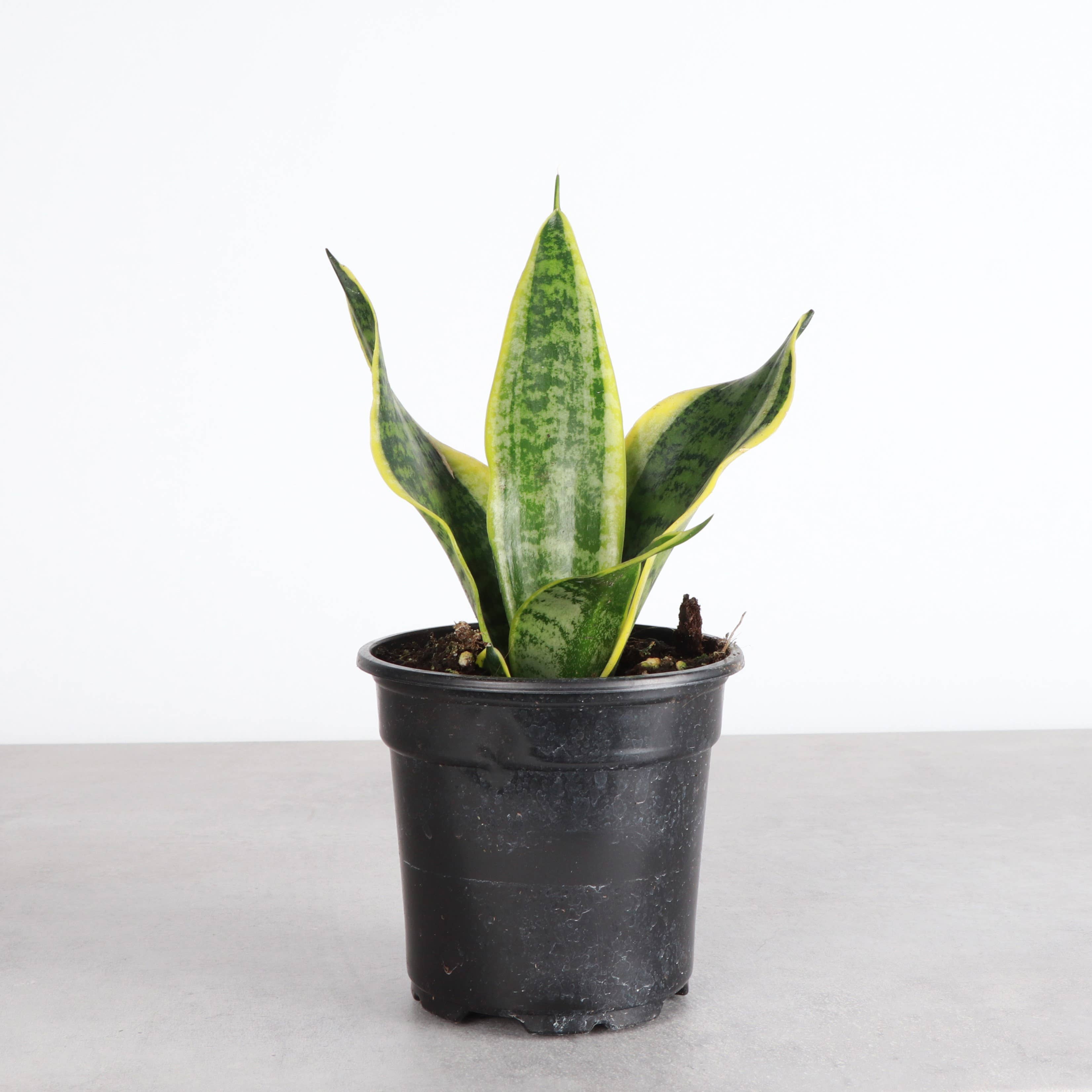 Thorsen's Greenhouse - Wholesale Live Plant - Snake 'Laurentii', Variegated Snake Plant - Live Plant0