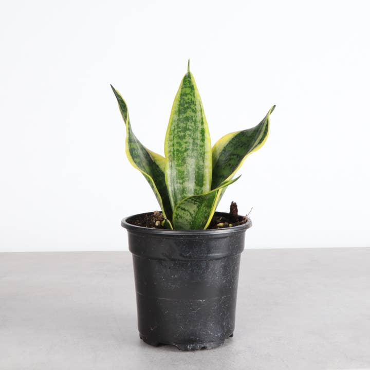 Thorsen's Greenhouse - Wholesale Live Plant - Snake 'Laurentii', Variegated Snake Plant - Live Plant