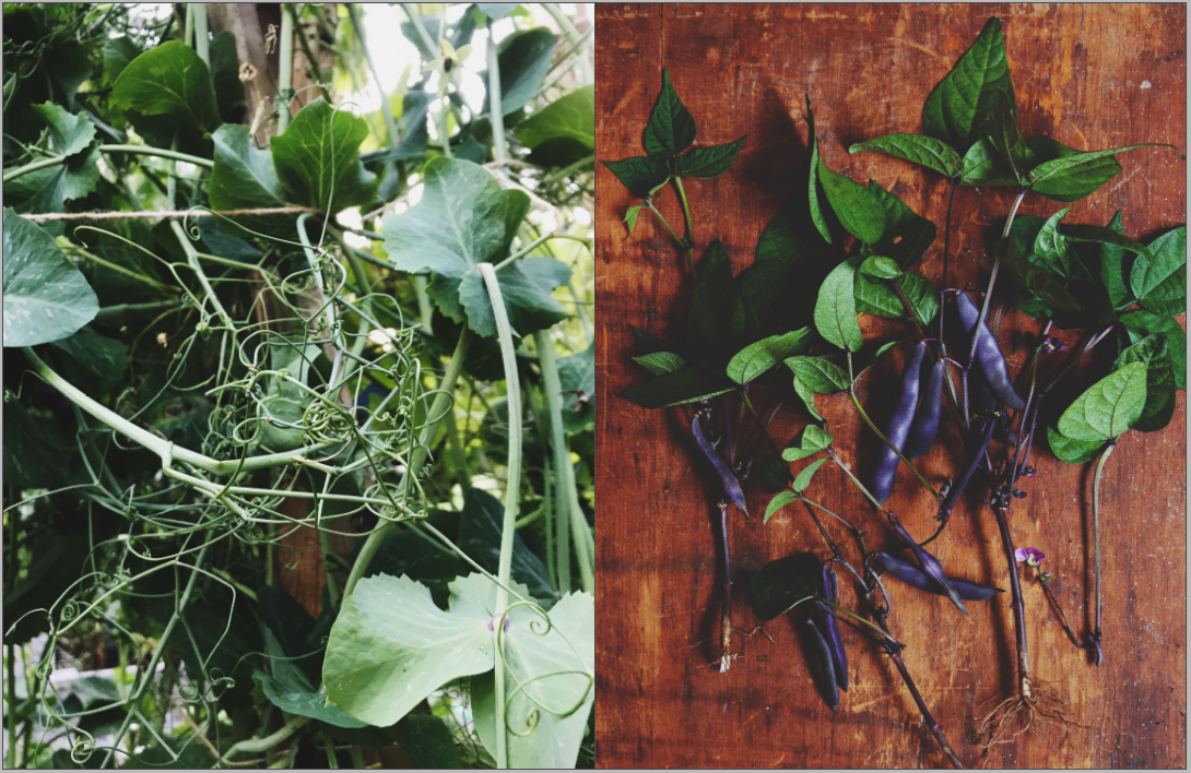 Honest Magazine - Wholesale Magazine - Summer, Plant & Prosper1