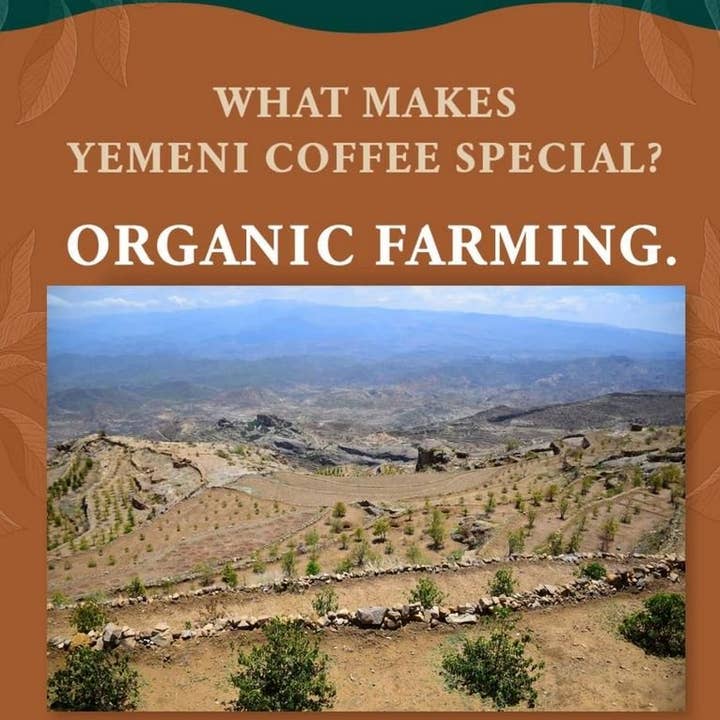 The Studio Coffee. - Venta al por mayor Café en grano - Mokha Harazi de Yemen (natural) - 250 g
