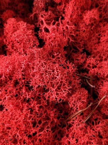 Rensdyrmos stabiliseret lav rød fra Moss House for engroshandel hos Moss House