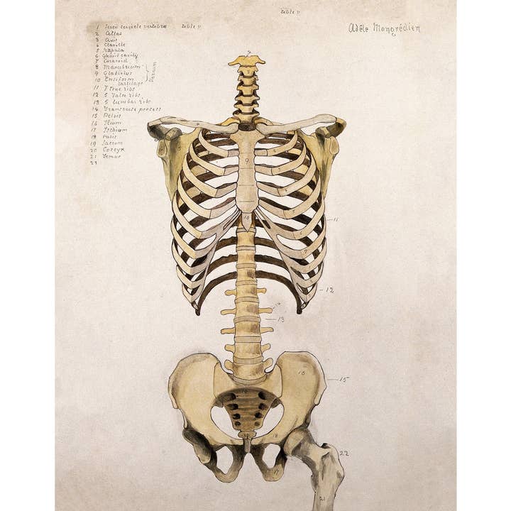 Vintage anatomisk illustration | Menneskelig anatomi | Antikke knogler fra torso og bækken | Medicinsk gave og vægkunst | Moderne vintage dekoration for engroshandel hos Rock Paper Scissors Wall Art