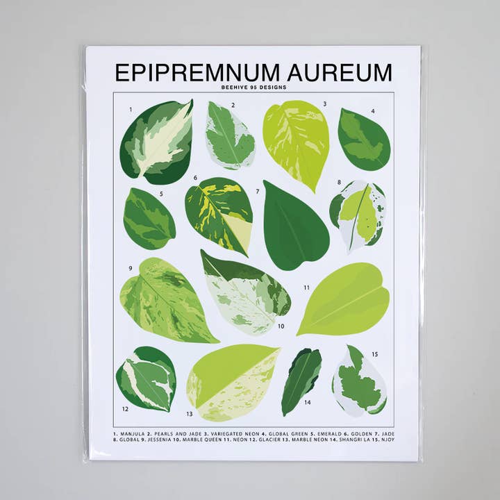 Beehive 95 Designs - Wholesale Art Print - Epipremnum Aureum (Pothos) ID Chart Houseplant Art Print