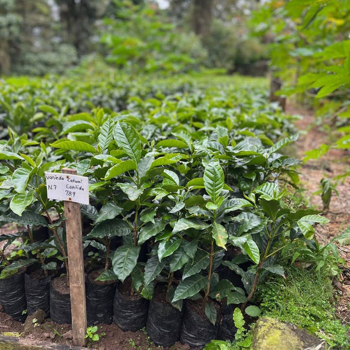 Joe Van Gogh Coffee - Wholesale Coffee Beans - Nicaragua Selva Negra