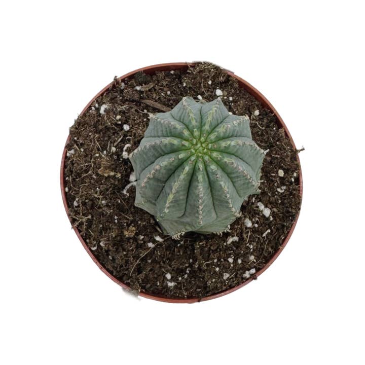 Succulent Wholesale - Wholesale Succulent - Euphorbia infausta | 4 inch1