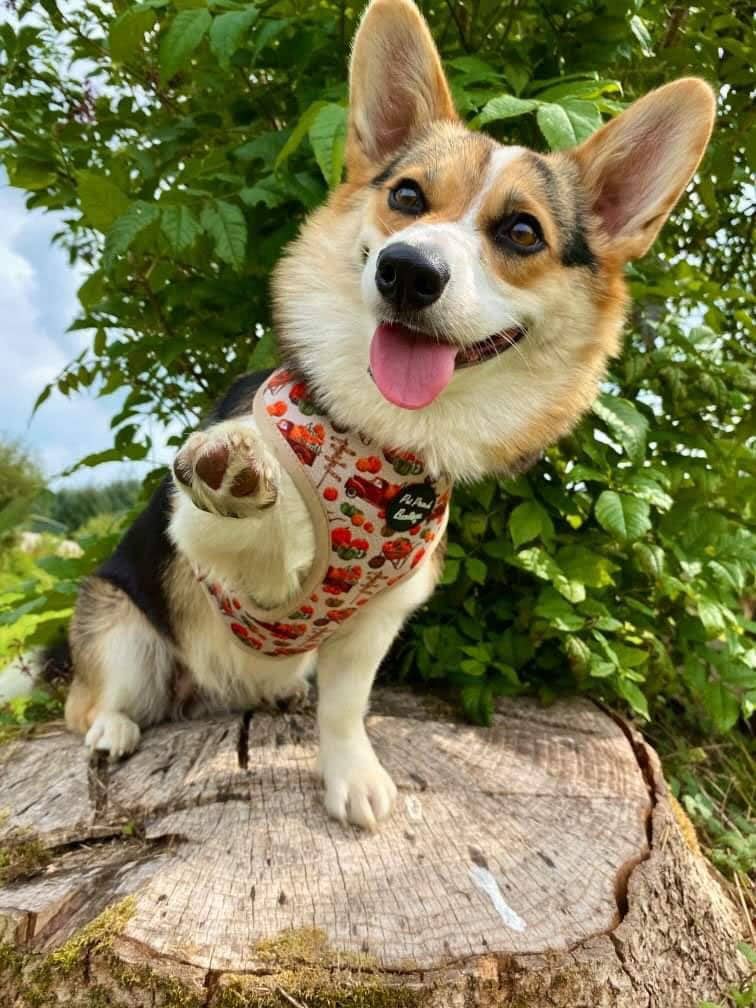 Pet Pooch Boutique - Wholesale Pet Harness - Dog - Pumpkin Patch Cart Puppy Dog Harness - XS - L (autumn/fall)4