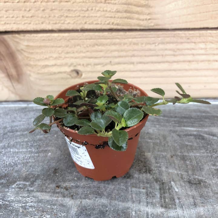 The Plant Farm - Wholesale Live Plant - Pilea Espresso, 2" Plant0