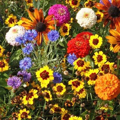 Aussie Seed Bombs - Wholesale Plant seeds - Easy Care & Grow Annual Flowering Mix1