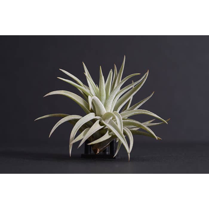 The Artizan Way - Wholesale Live Plant - Tillandsia Harrisii | Live Air Plant2