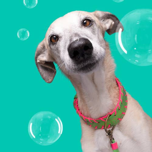 Dog with a Mission - Wholesale Pet Collar - Dog - GEORGIA dog collar