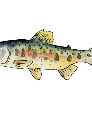 Spotted Lax Print för wholesale av Brienne Cosman Design