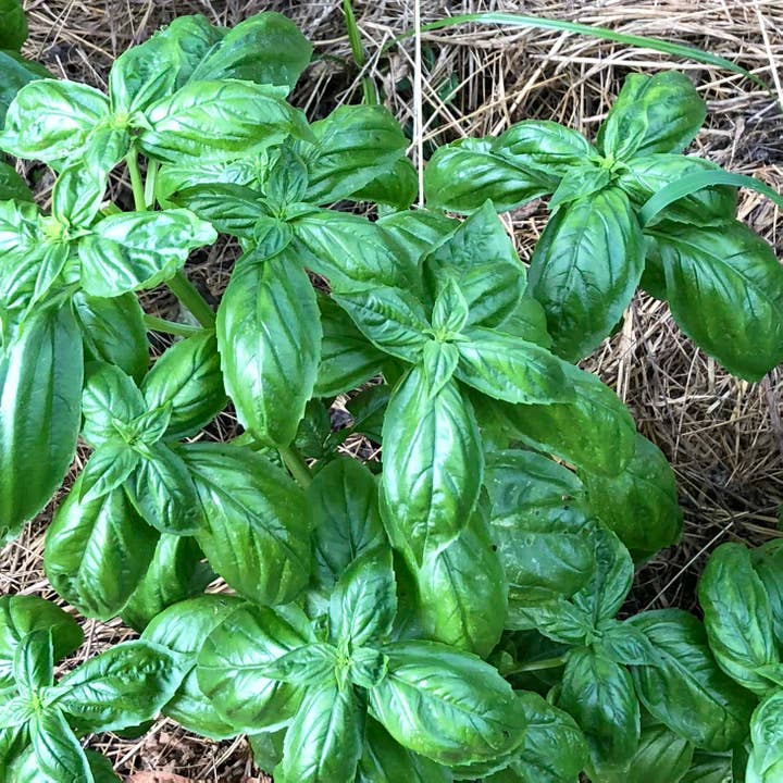Smoke Camp Crafts - Wholesale Plant Seeds - Basil Seeds (Ocimum basilicum) 500 Seeds (1 grams)1