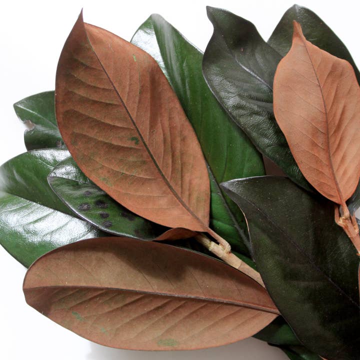 Green Magnolia Stems - Preserved for wholesale on Faire