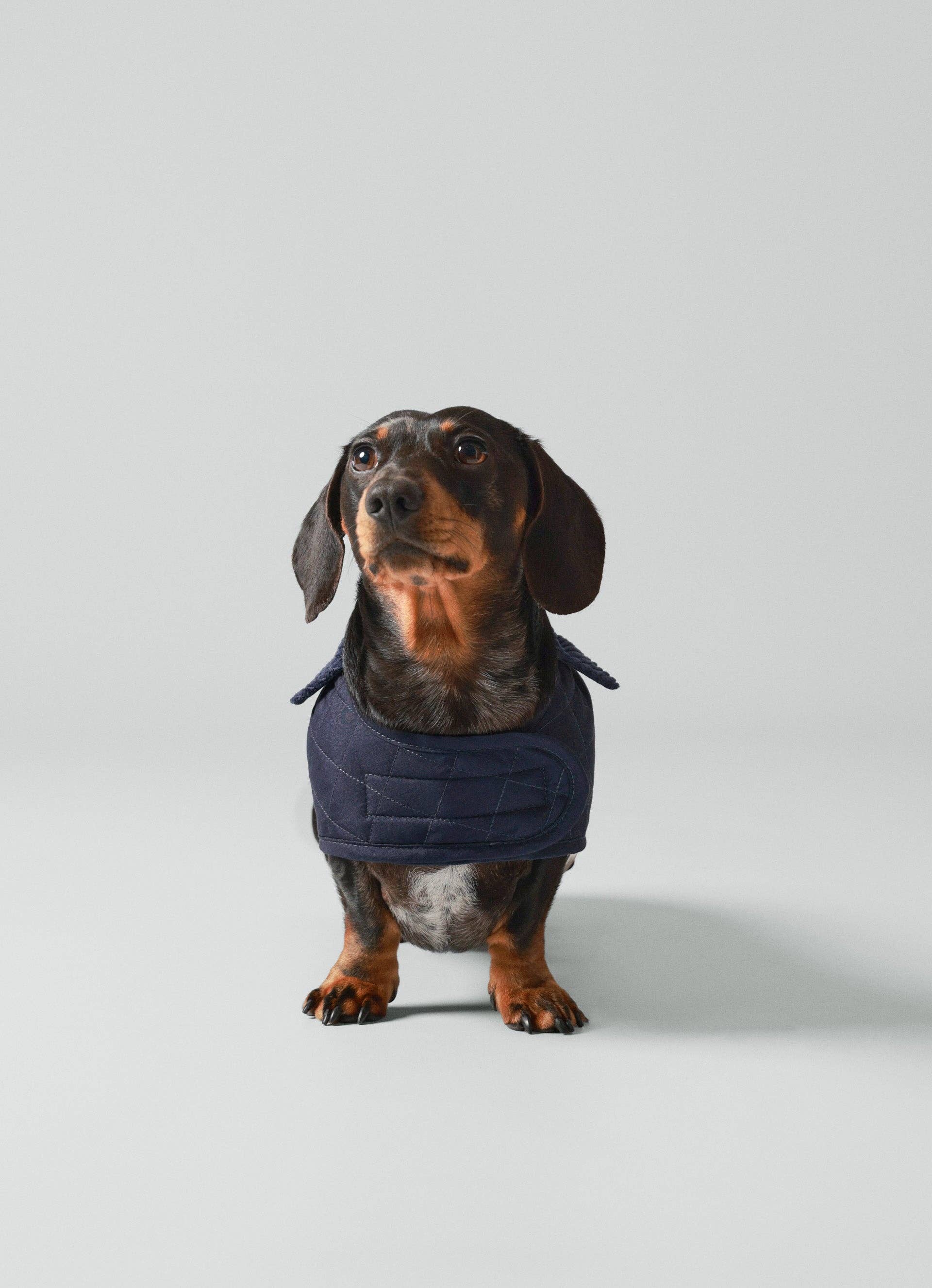 Hugo & Hudson - Wholesale Pet Jacket - Dog - Hackett x Hugo Hudson Navy Quilted Dog Jacket9