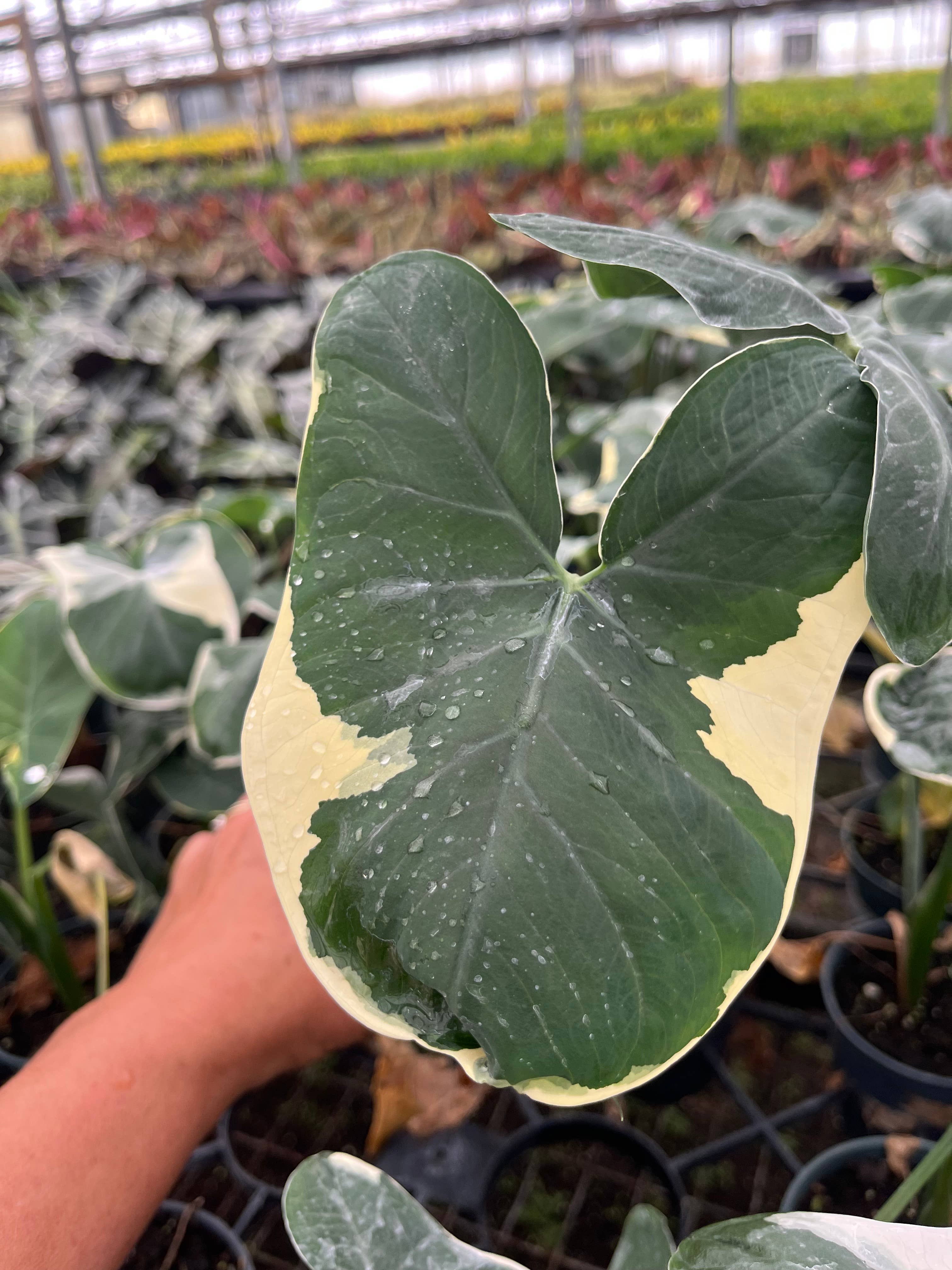 Succulents & Such, Inc. - Wholesale Live Plant -  4" Alocasia "Mickey Mouse" Live Plant  0