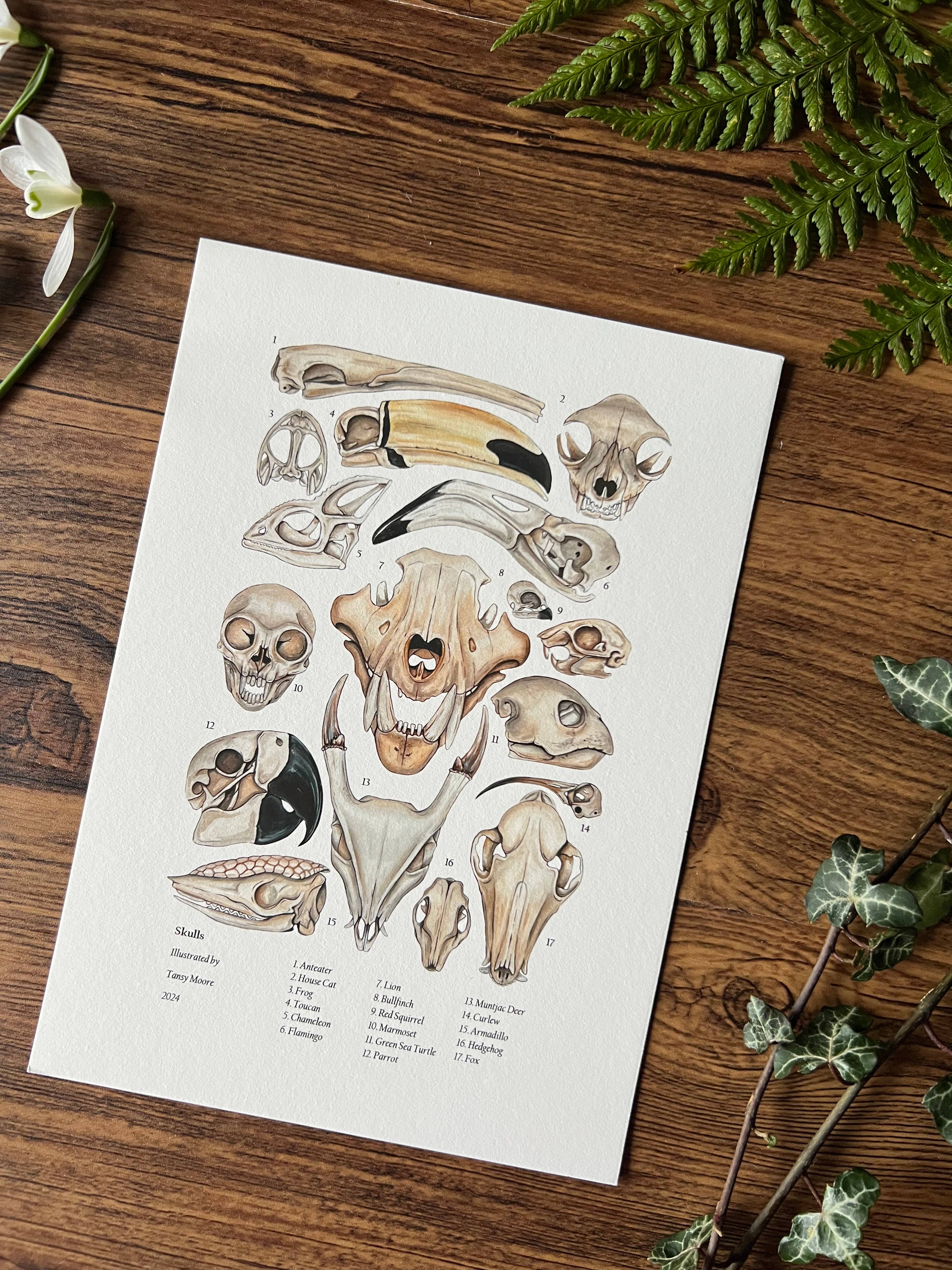 Tansy Moore - Wholesale Art Print - Skulls, Fine Art Print  3