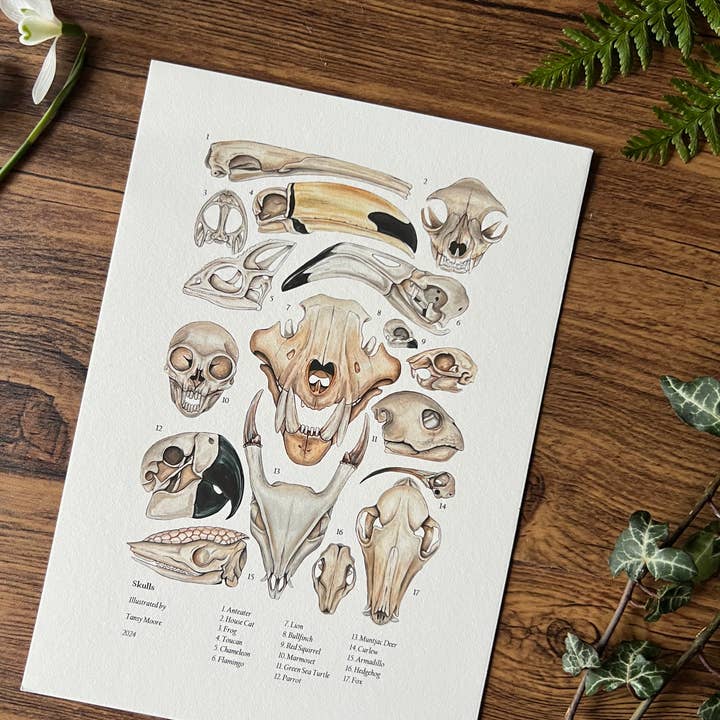 Tansy Moore - Wholesale Art Print - Skulls, Fine Art Print 3