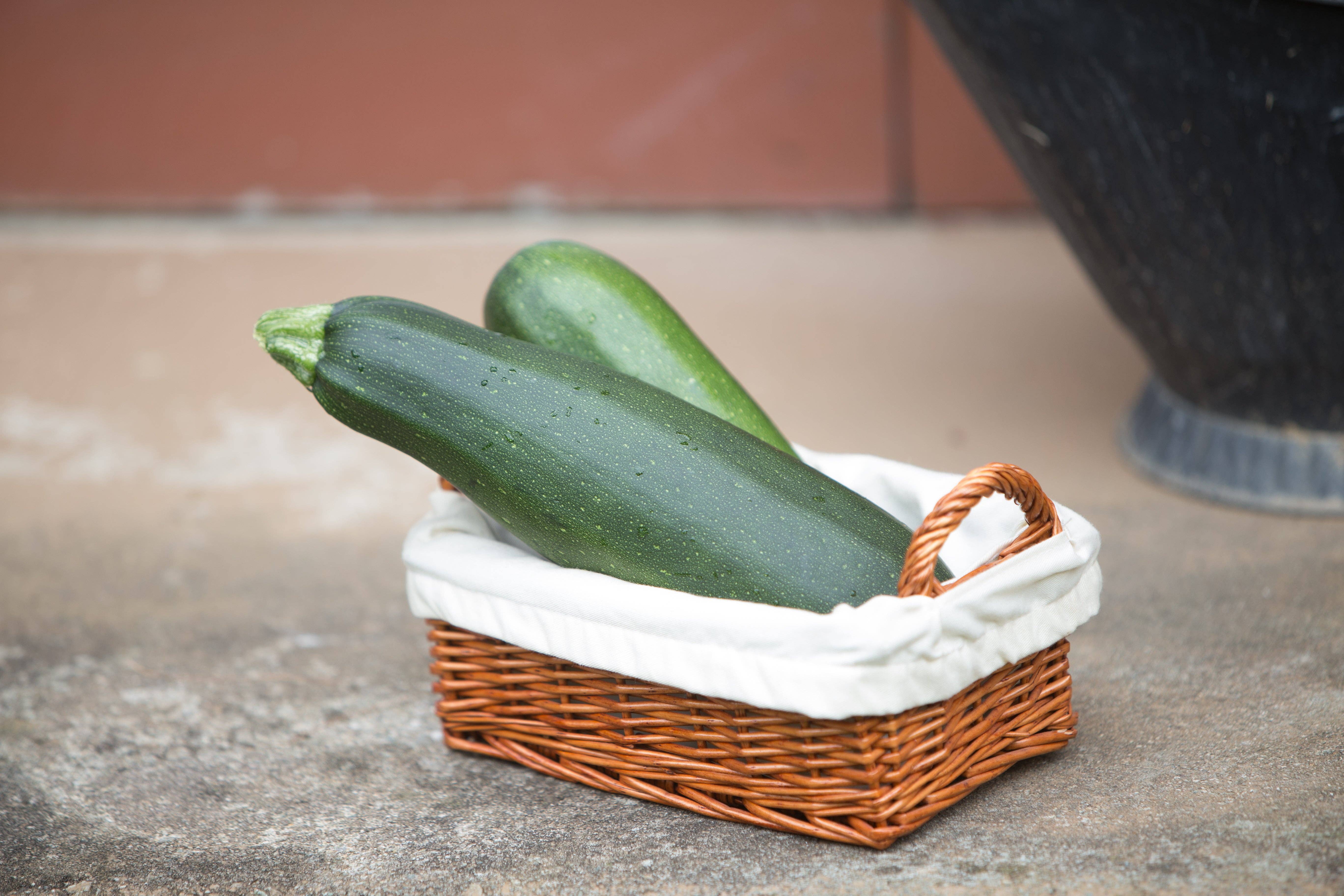 Bentley Seed Co. - Wholesale Plant Seeds - Zucchini-Black Beauty Squash 19572
