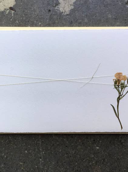 Pale Lobelia - Geperste bloemnoten voor wholesale door SOOLIP