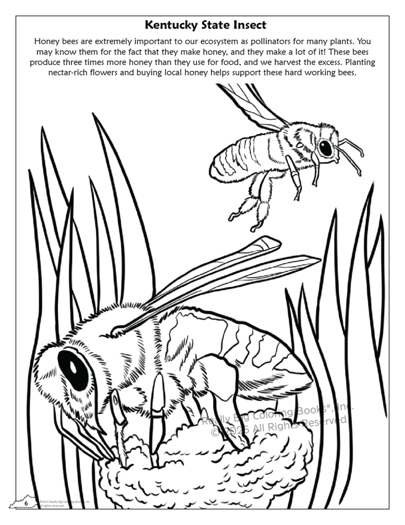 Really Big Coloring Books | ColoringBook.com - Wholesale Coloring & Activity Book - Kids & Baby - Kentucky State Coloring Book 8.5 x 112