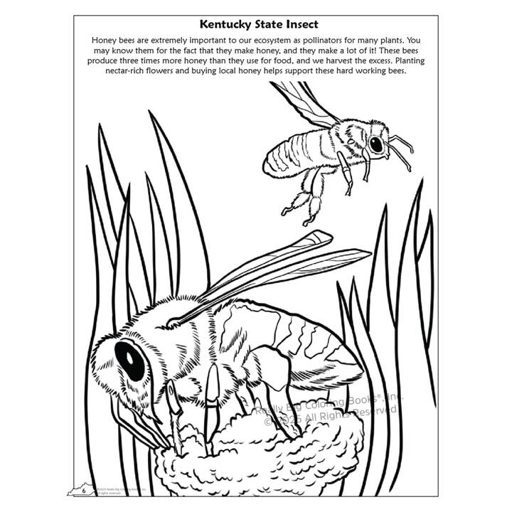 Really Big Coloring Books | ColoringBook.com - Wholesale Coloring & Activity Book - Kids & Baby - Kentucky State Coloring Book 8.5 x 112
