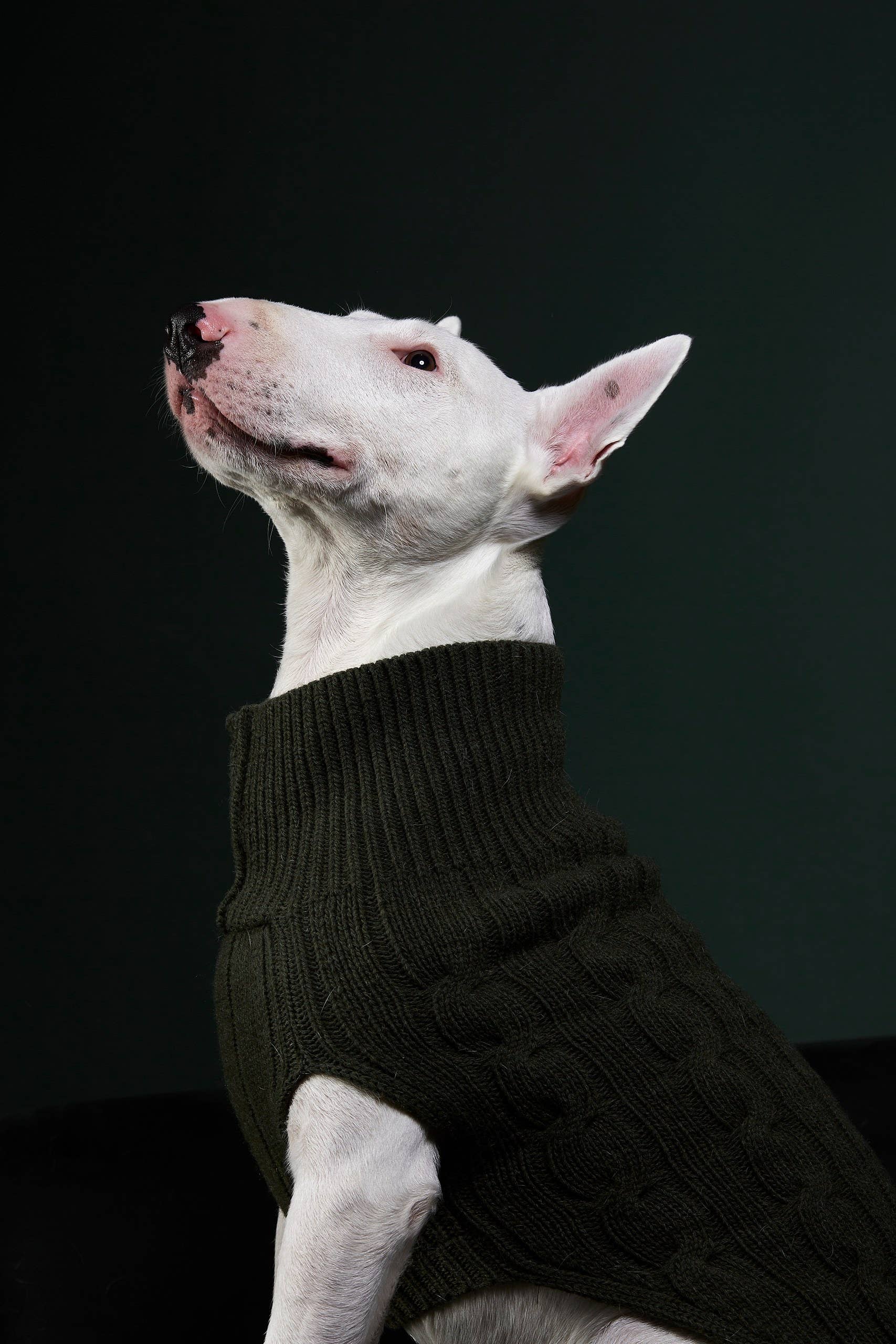 ARISTOPET - Vendita all'ingrosso Maglione - Cani - MAGLIA ASPEN11