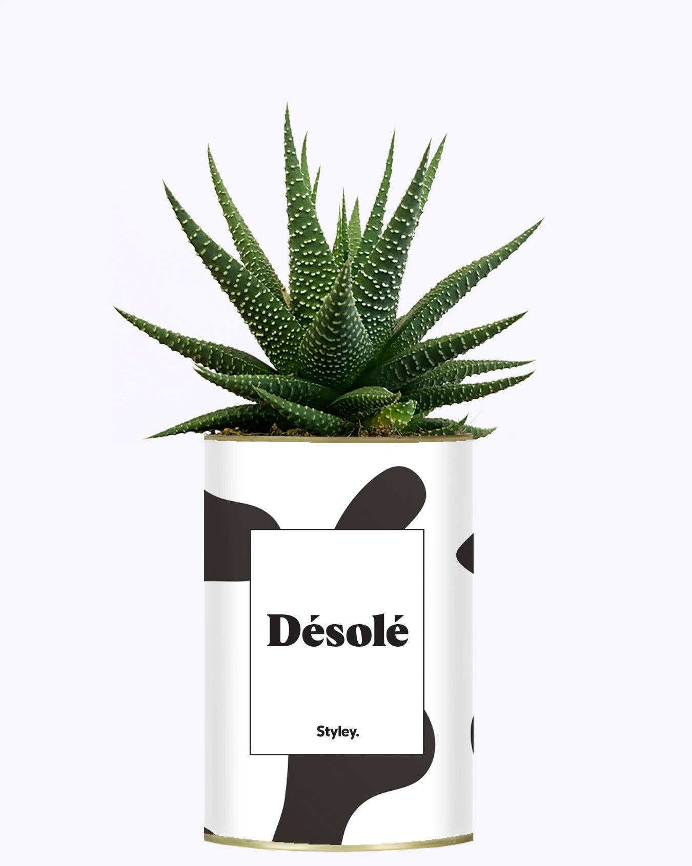 Styley - Wholesale Live Plant - Désolé - Cactus2