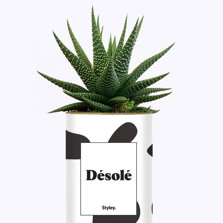 Styley - Wholesale Live Plant - Désolé - Cactus2