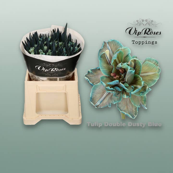 Tulip Dyed Double Dusty Blue for wholesale by All Occasions Wholesale