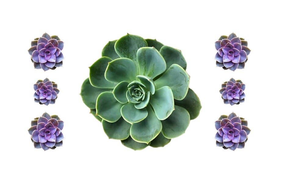 SOOLIP - Wholesale Disposable Placemat - Paper Placemats - Succulents1