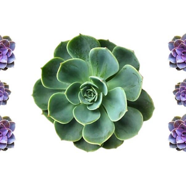 SOOLIP - Wholesale Disposable Placemat - Paper Placemats - Succulents1